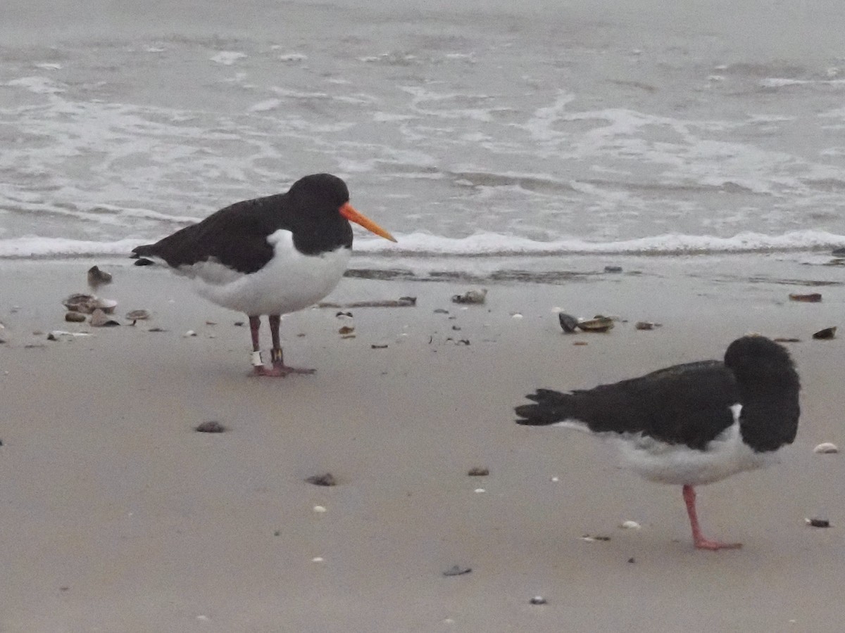 Eurasian Oystercatcher - Guillermo Parral Aguilar