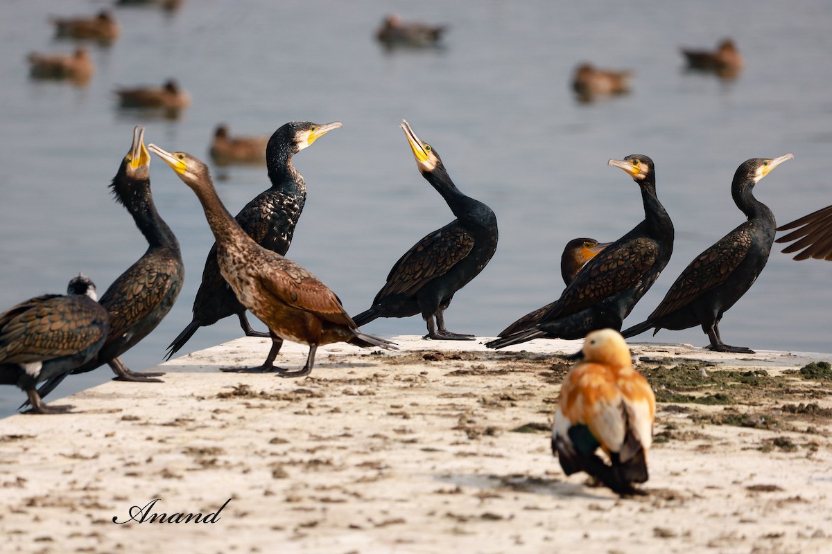 Cormoran de Vieillot ou C. à cou brun - ML614603430