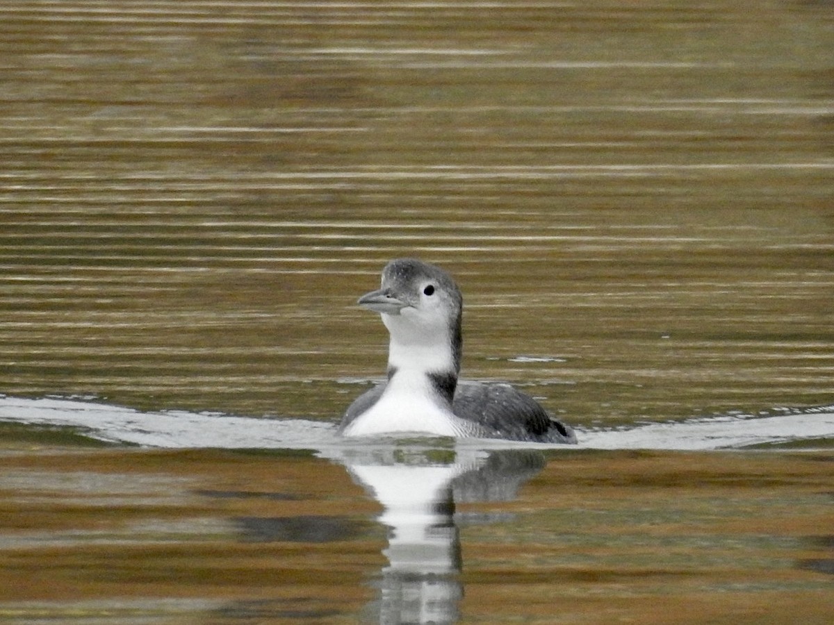 Common Loon - ML614603438