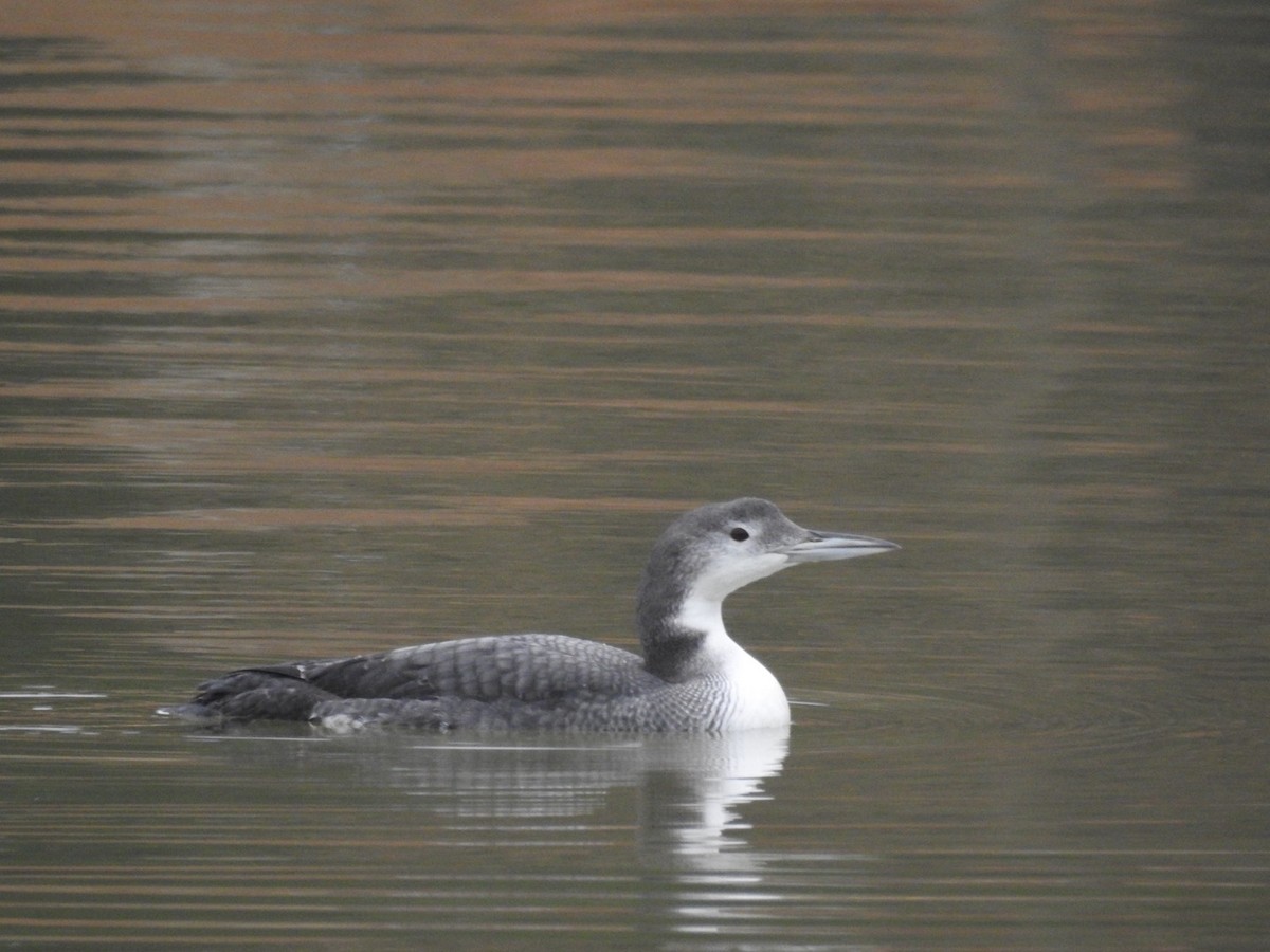 Common Loon - ML614603439