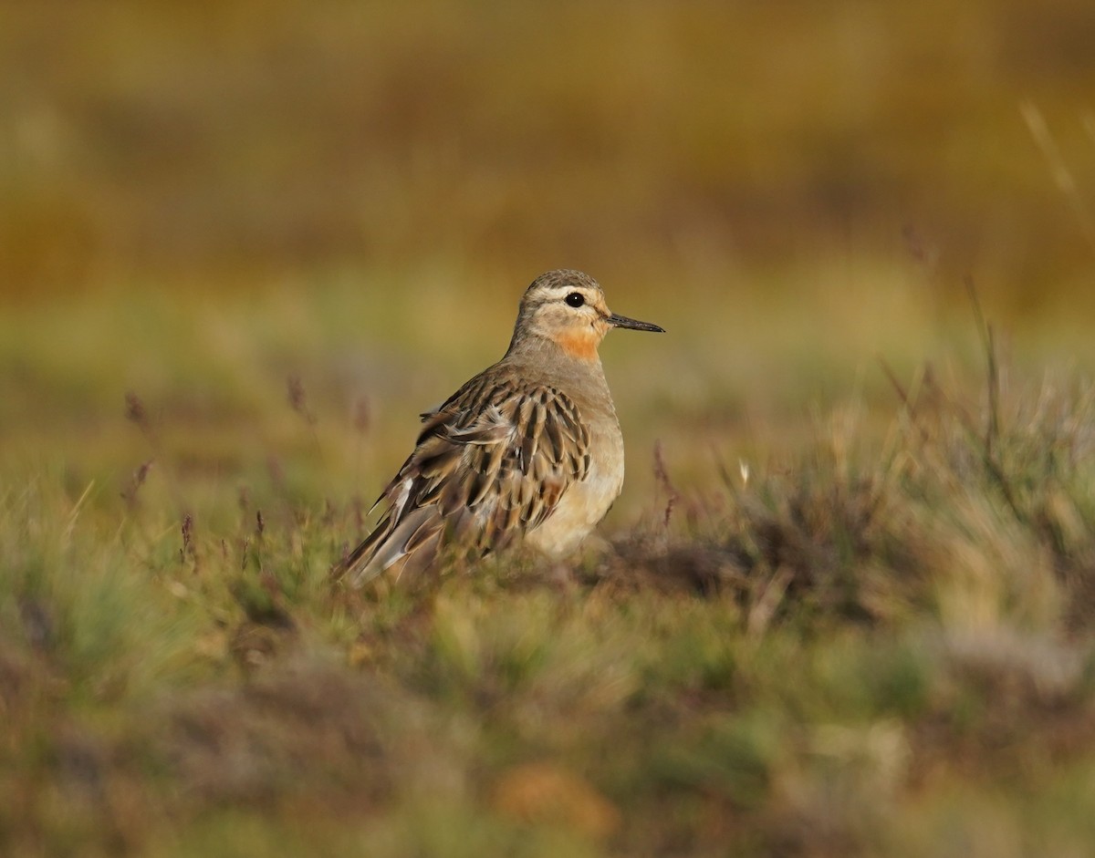 Tawny-throated Dotterel - ML614603453