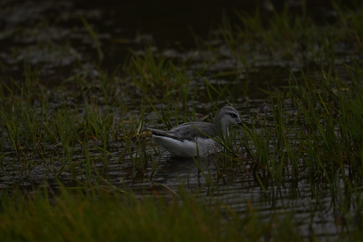 Phalarope de Wilson - ML614603470