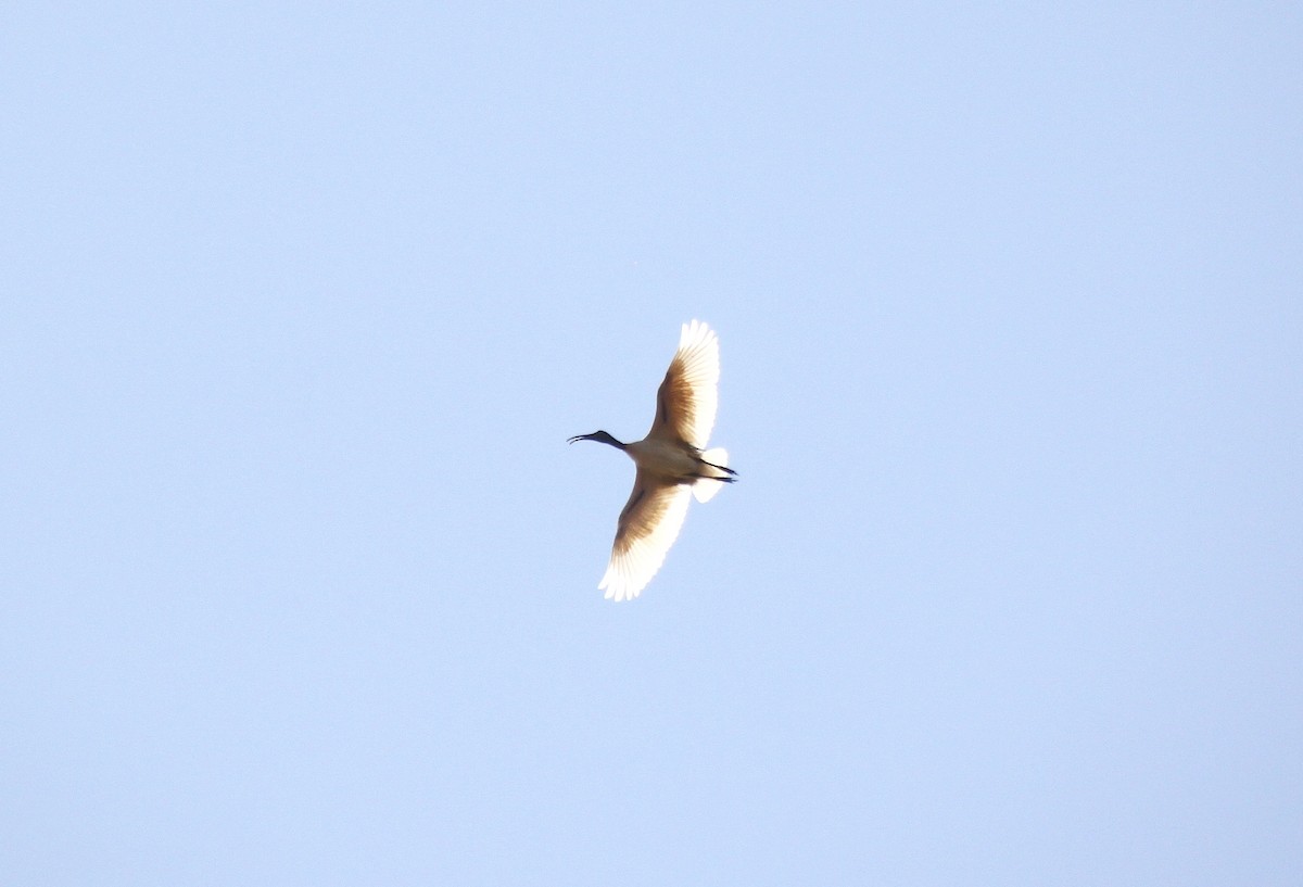 ibis bledooký - ML614603482