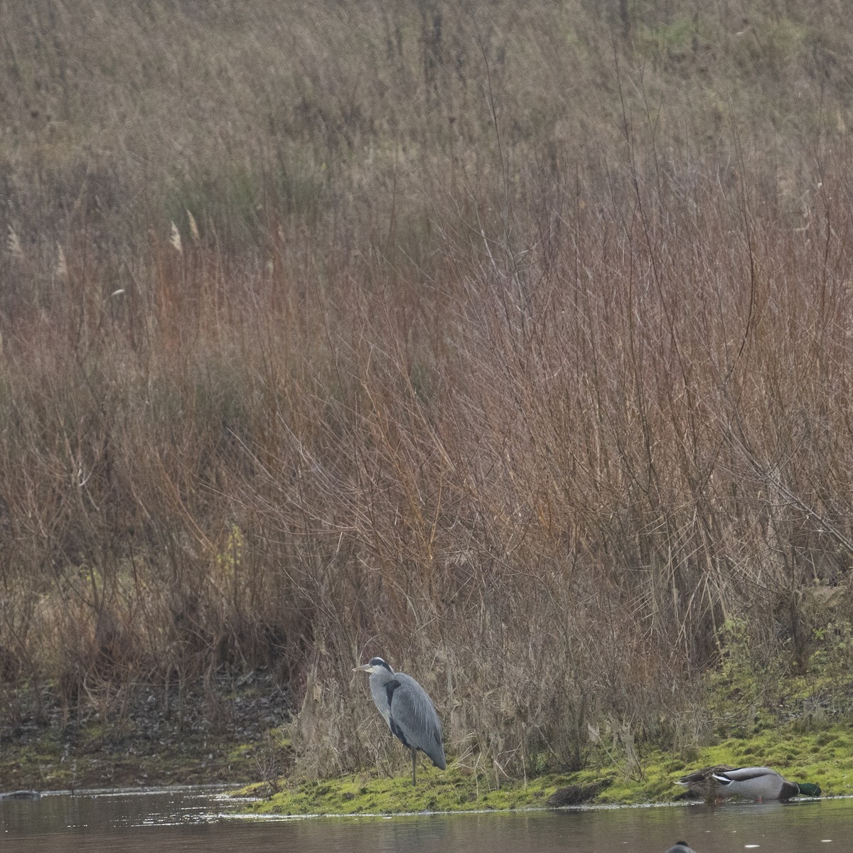 Gray Heron - ML614603512