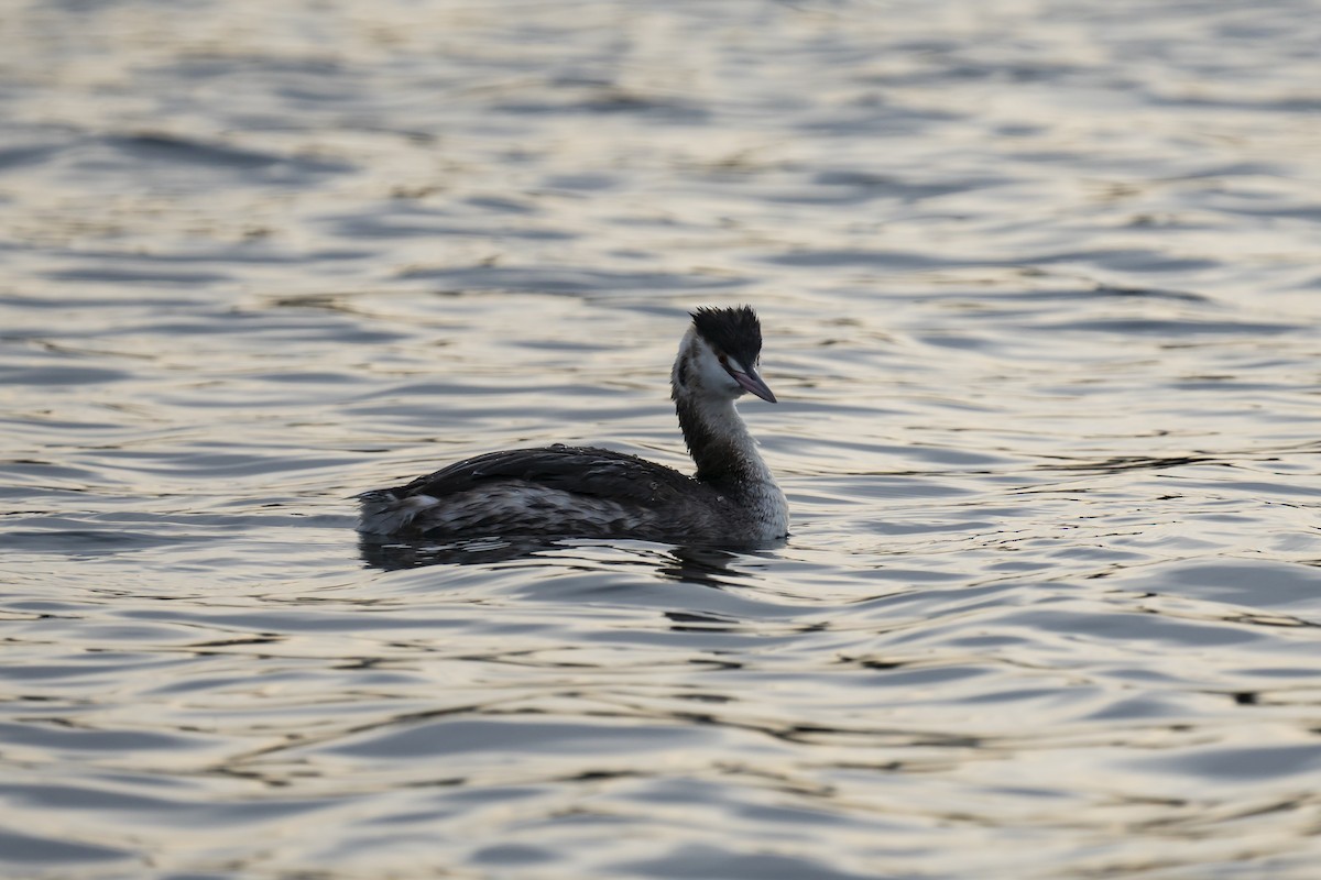 Great Crested Grebe - ML614603541