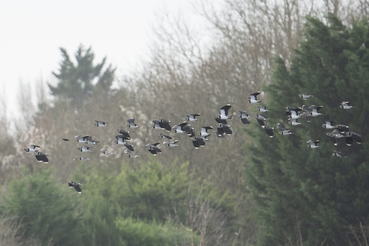 Northern Lapwing - ML614603547