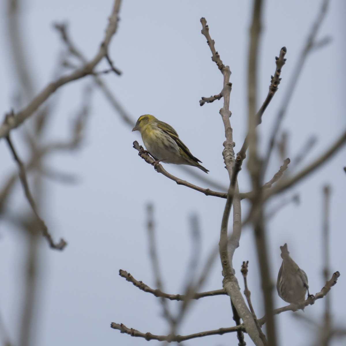 Eurasian Siskin - ML614603565