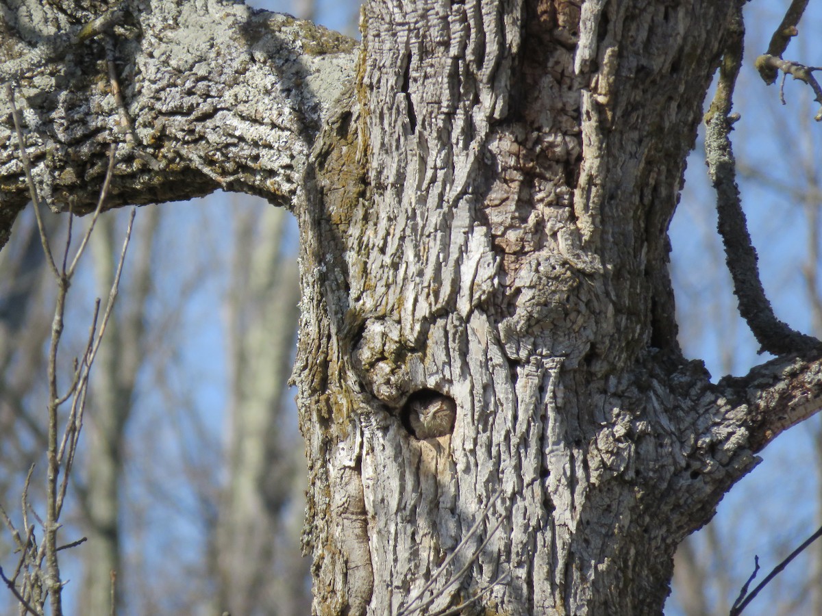 Eastern Screech-Owl - ML614603566