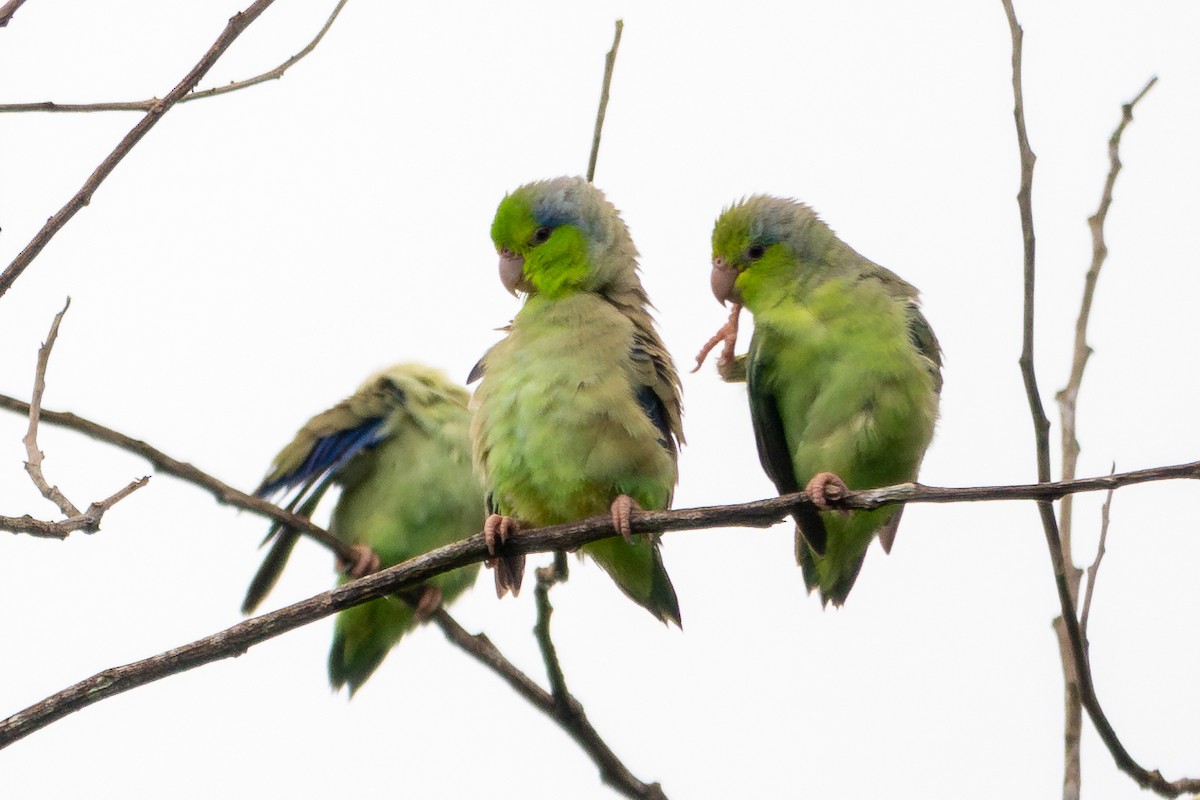 マメルリハシインコ - ML614603599