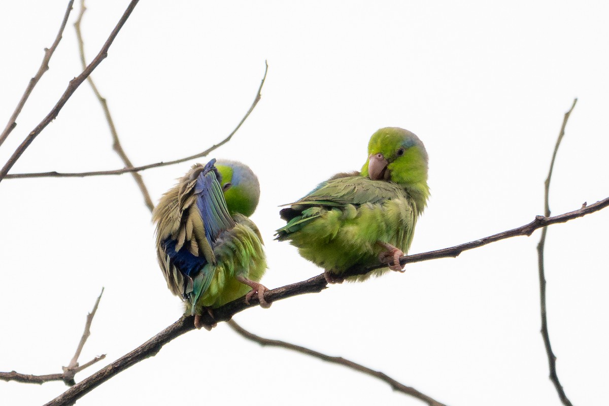 Pacific Parrotlet - ML614603600