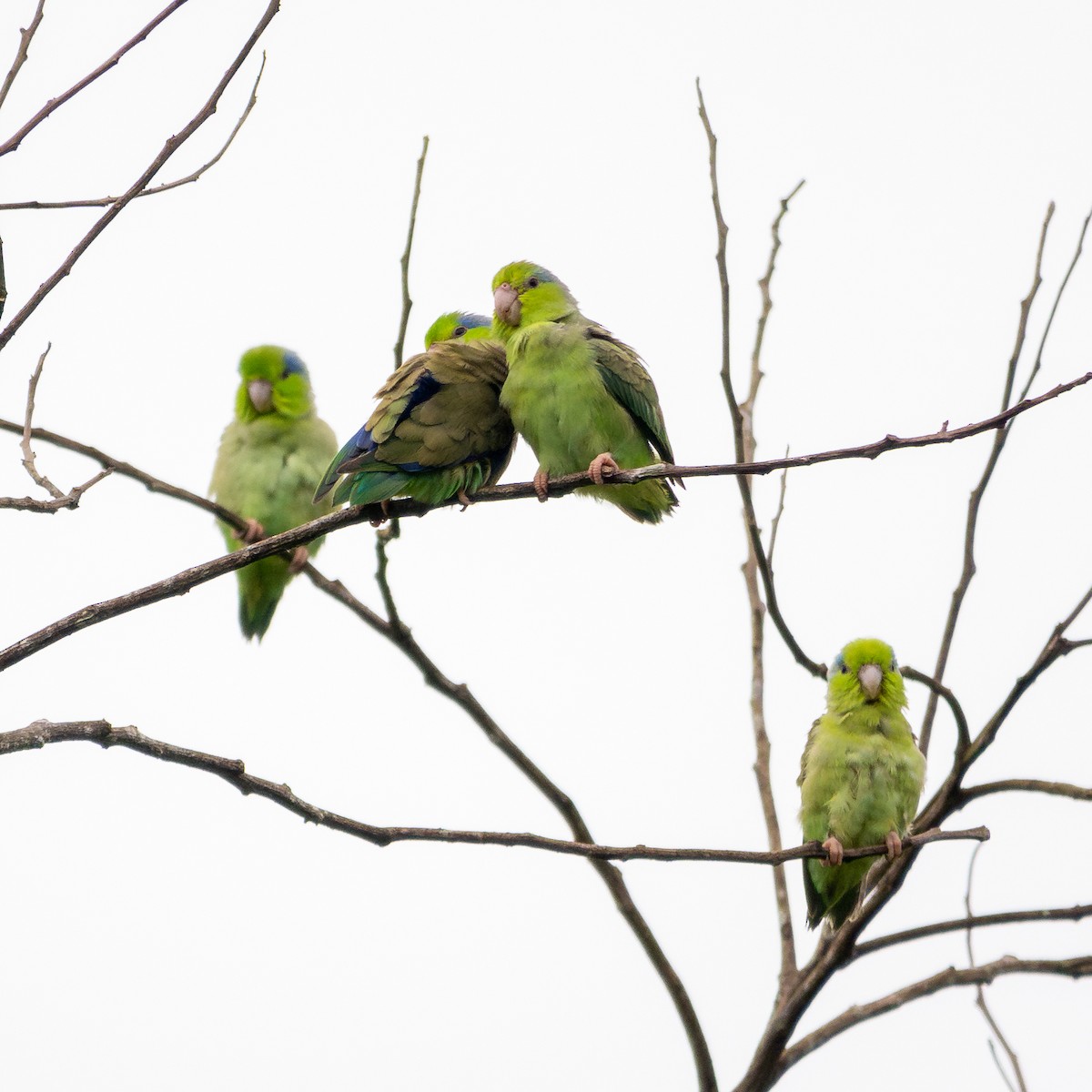 Pacific Parrotlet - ML614603601