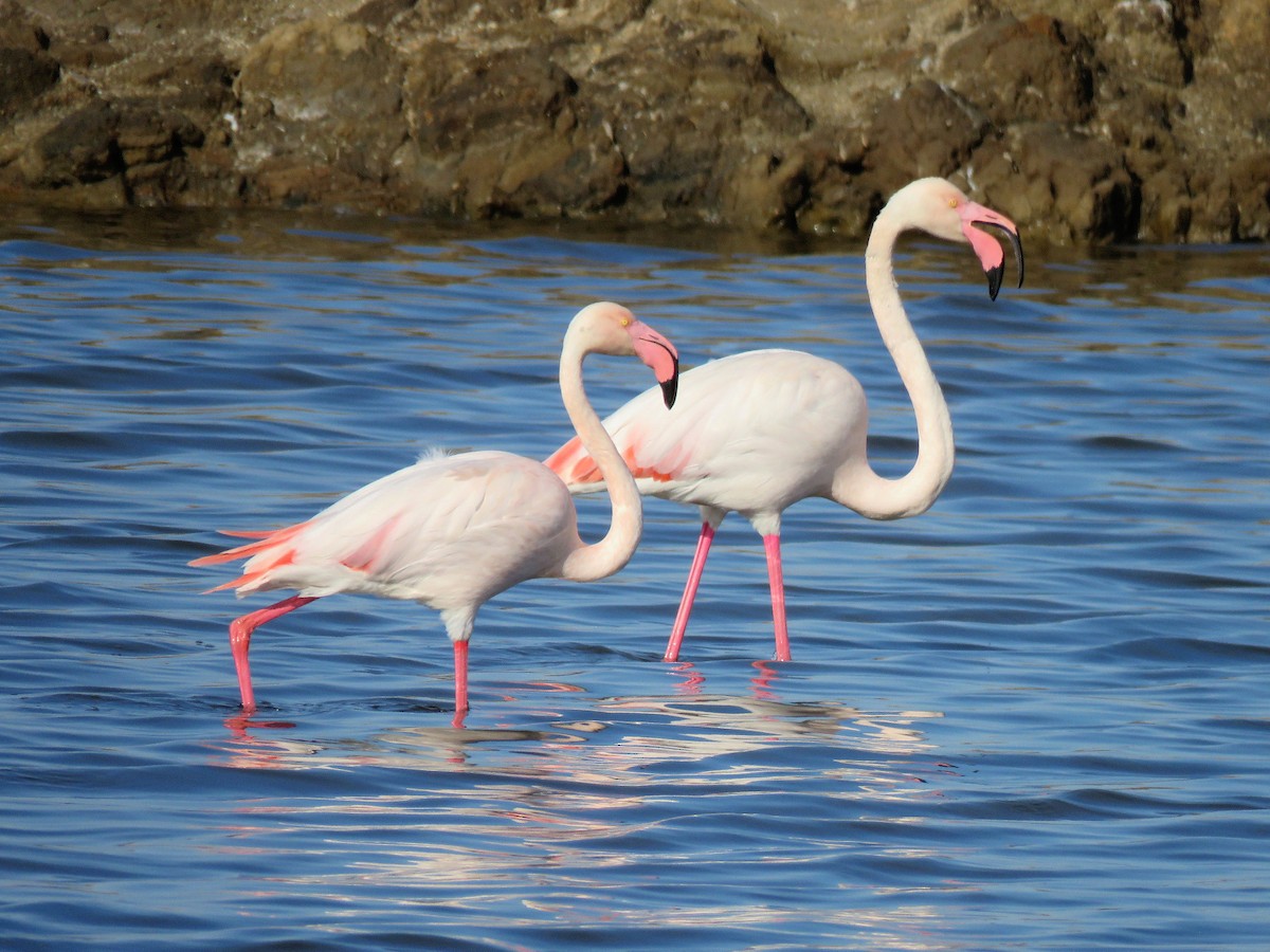 Greater Flamingo - ML614603604