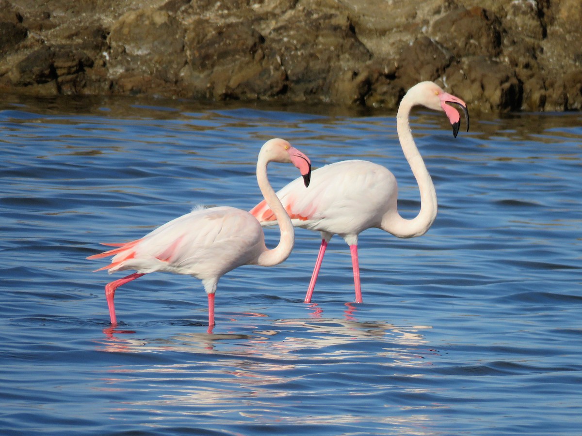 rosenflamingo - ML614603604