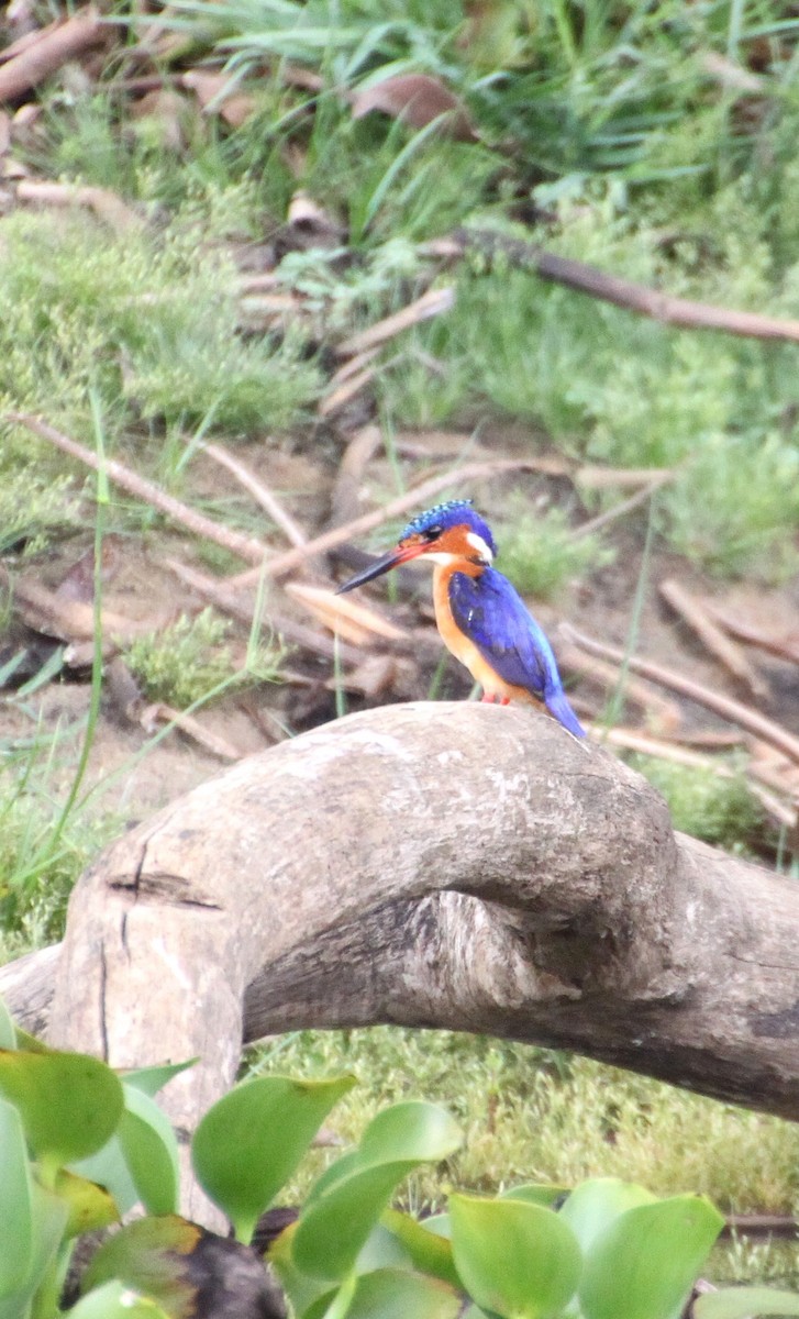 Malagasy Kingfisher - ML614603644