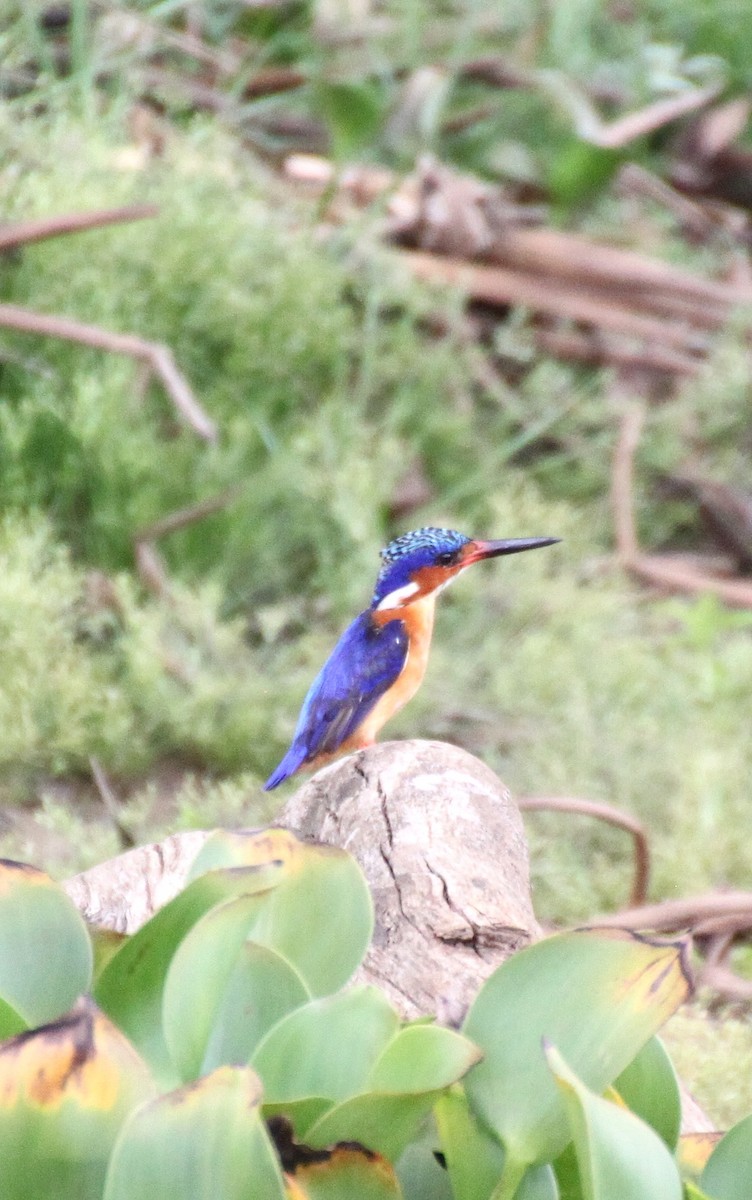 Malagasy Kingfisher - ML614603645