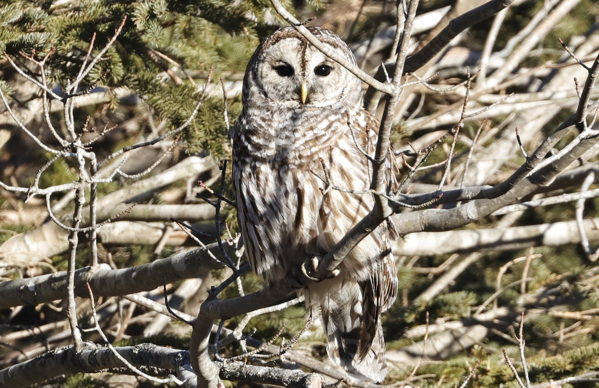 Barred Owl - ML614603725