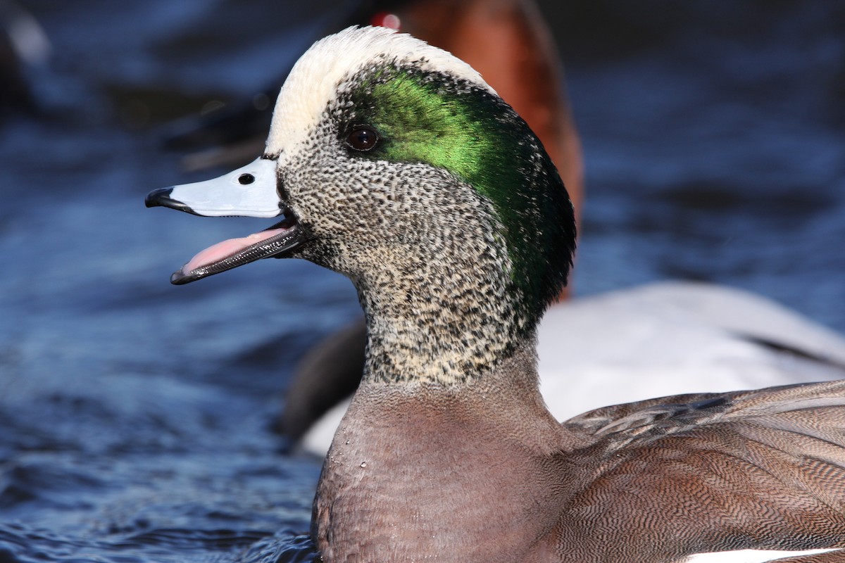 American Wigeon - Andrew Markel