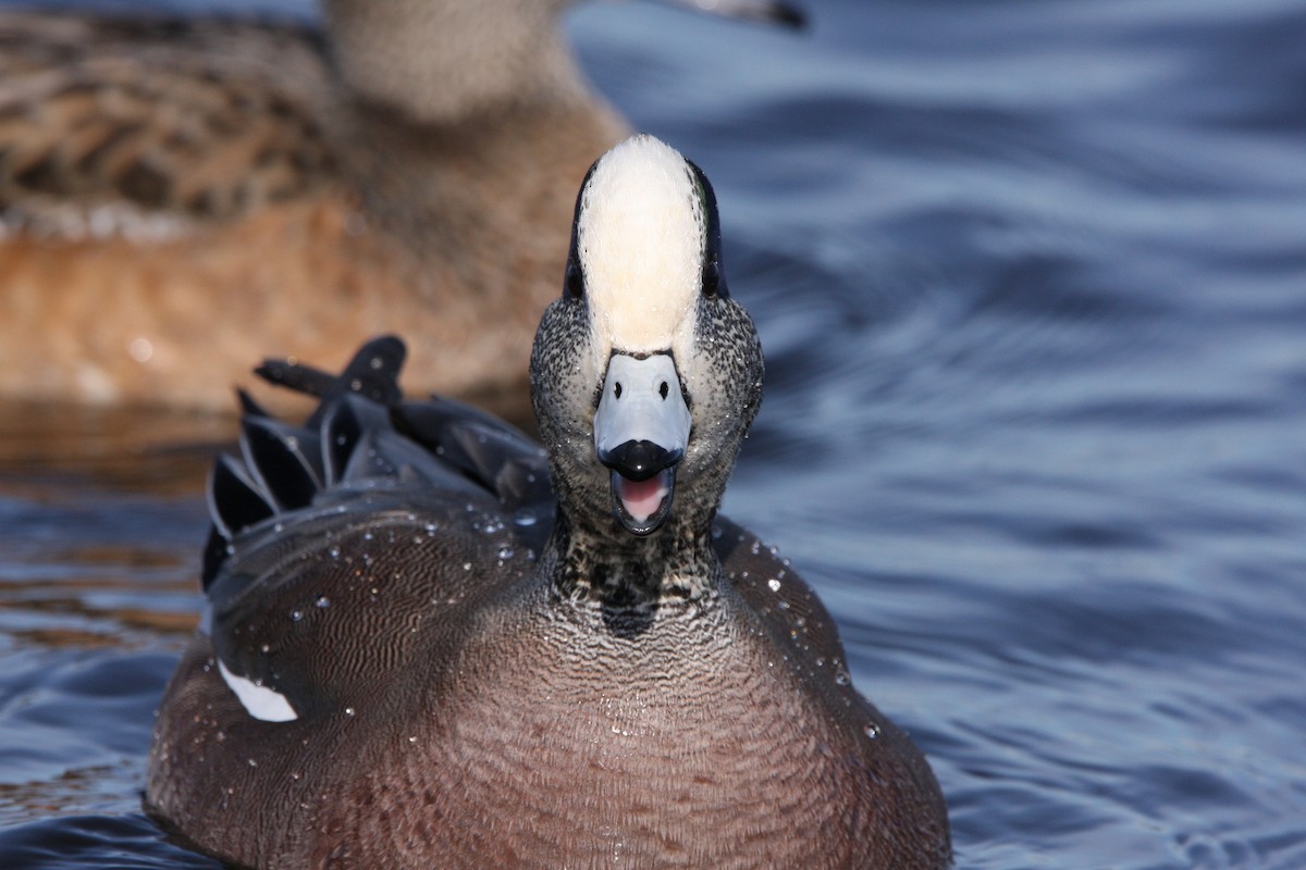 American Wigeon - Andrew Markel