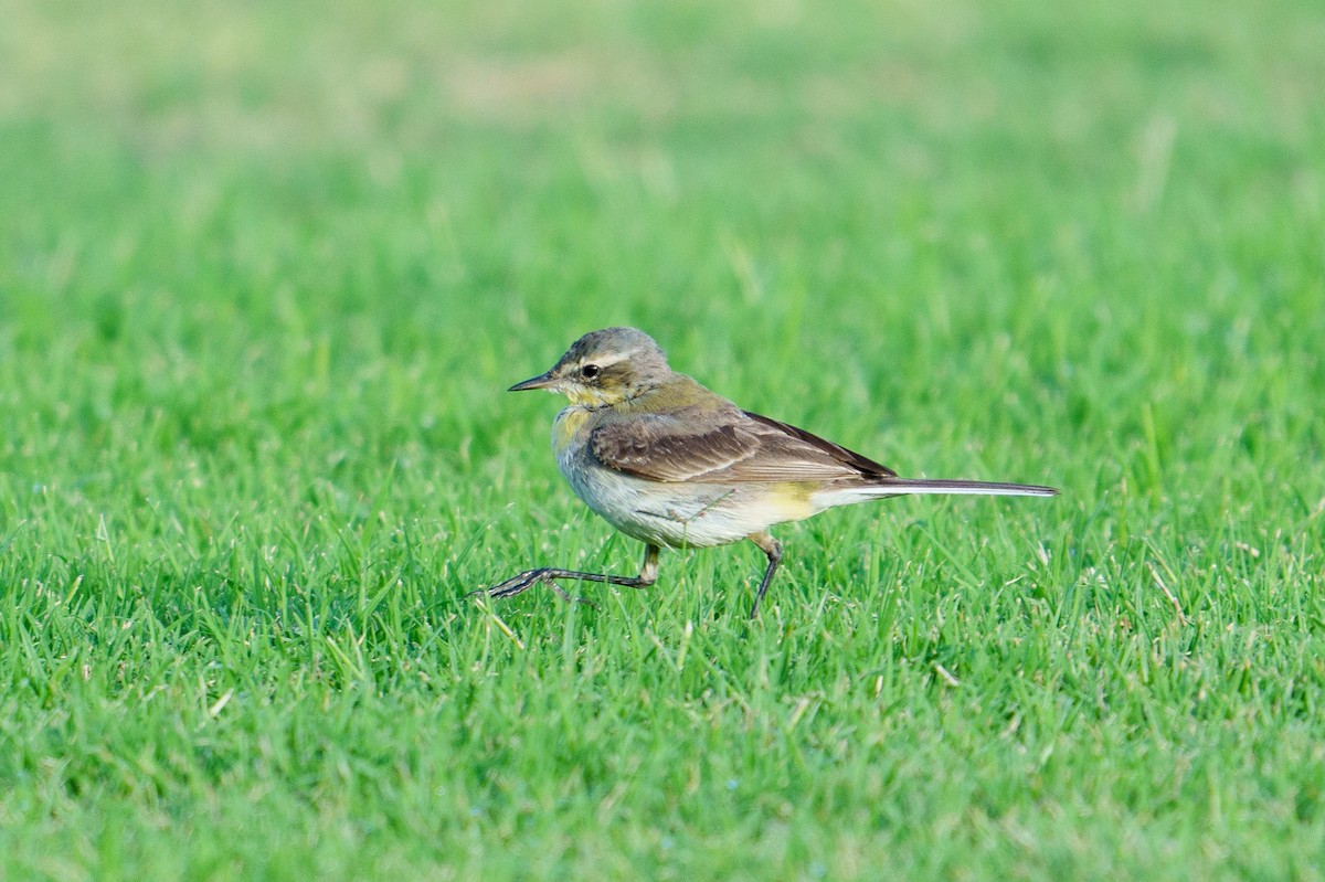 Western Yellow Wagtail - ML614603819