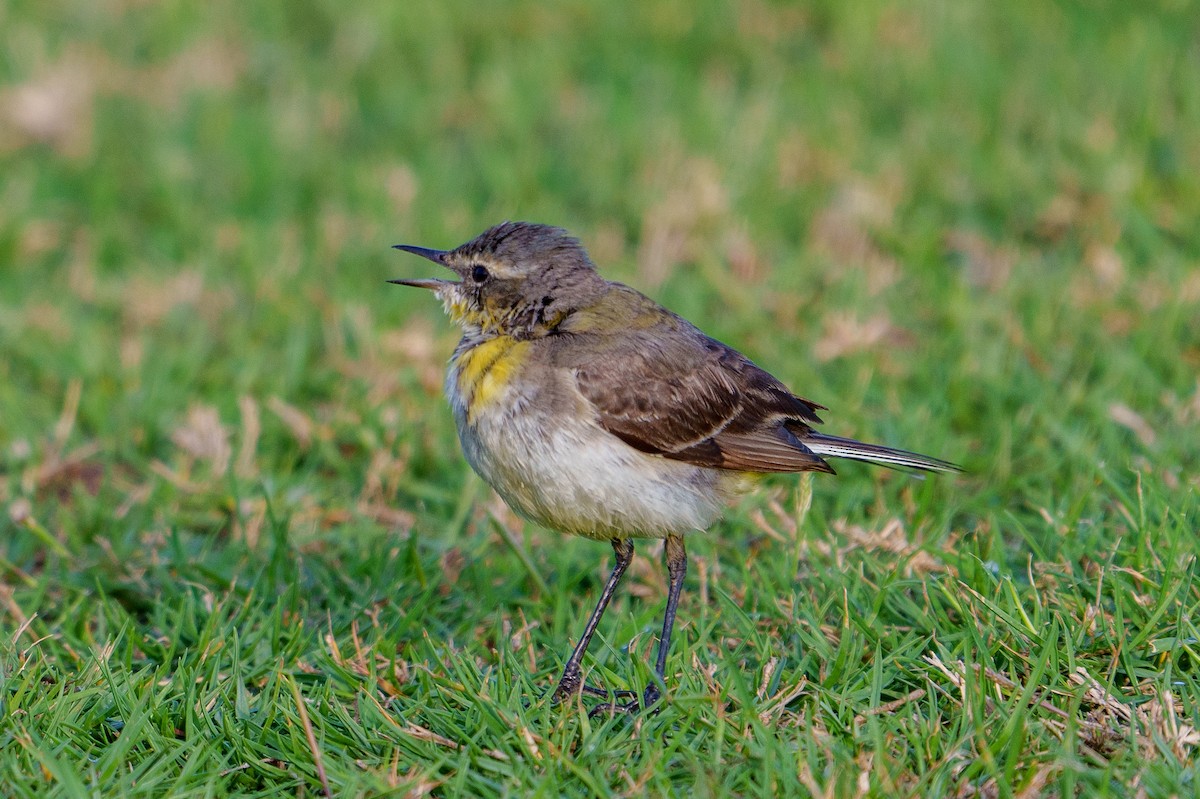 Western Yellow Wagtail - ML614603820