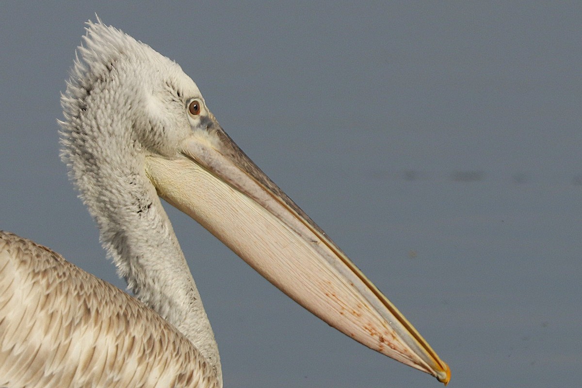 Dalmatian Pelican - ML614603882