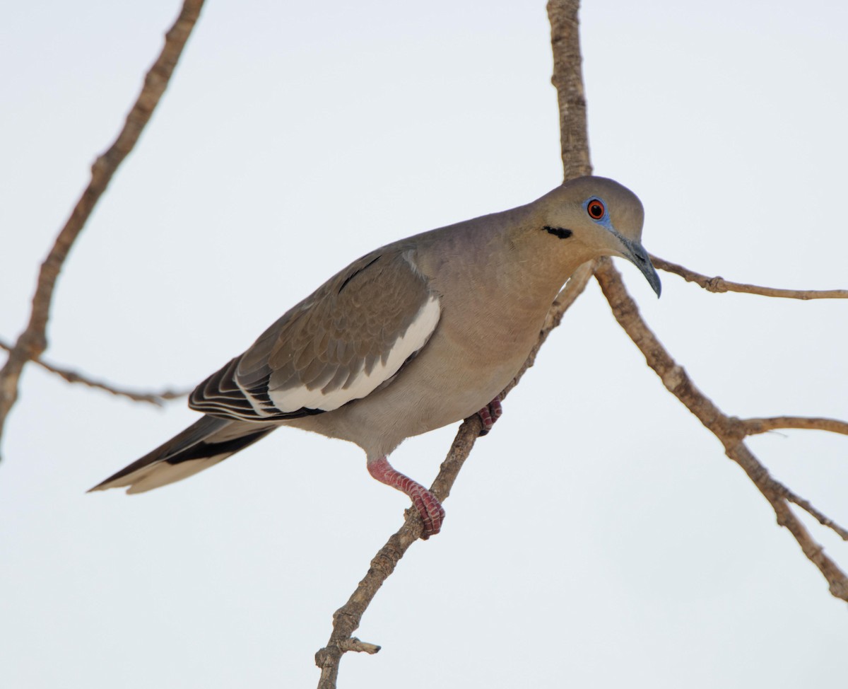 White-winged Dove - Leslie Holzmann