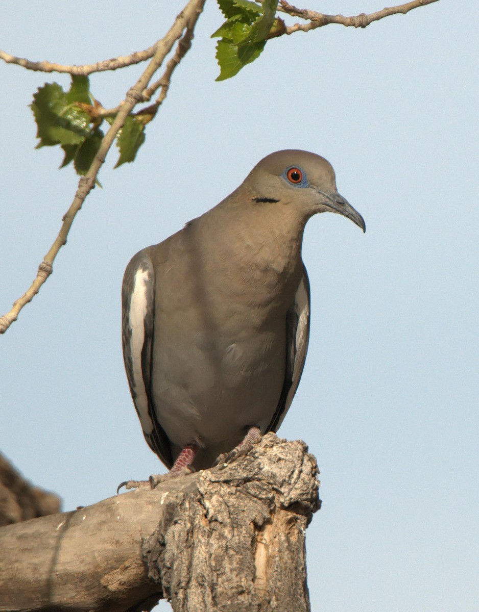 White-winged Dove - Leslie Holzmann