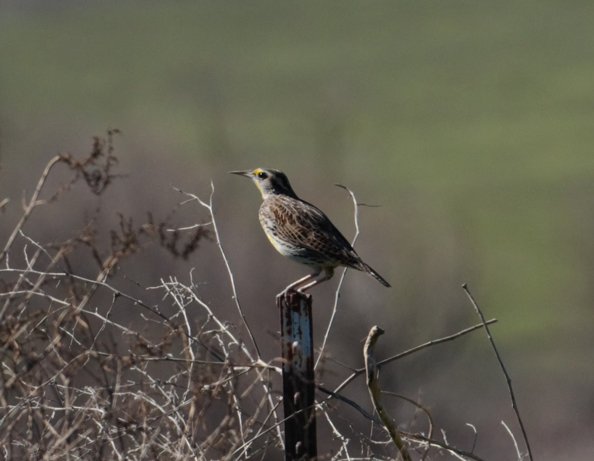 Western Meadowlark - Michael Vermue