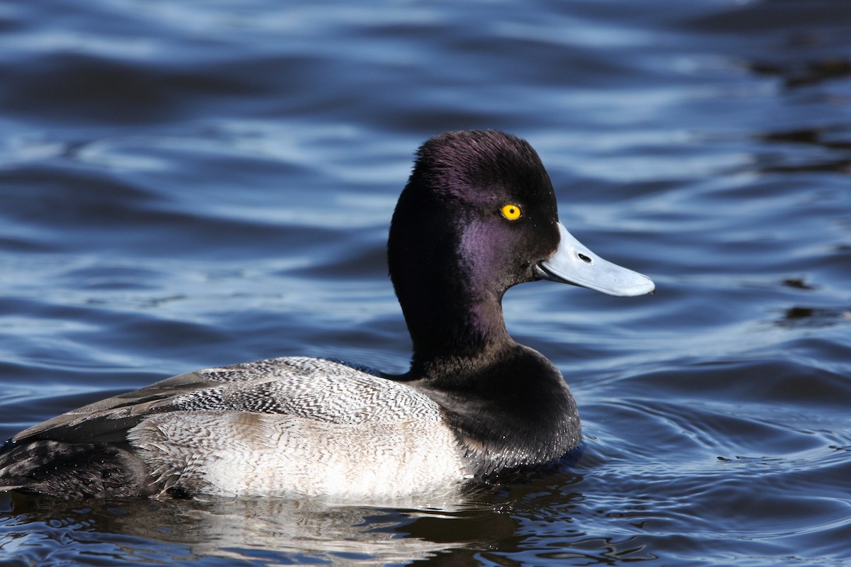 Lesser Scaup - Andrew Markel