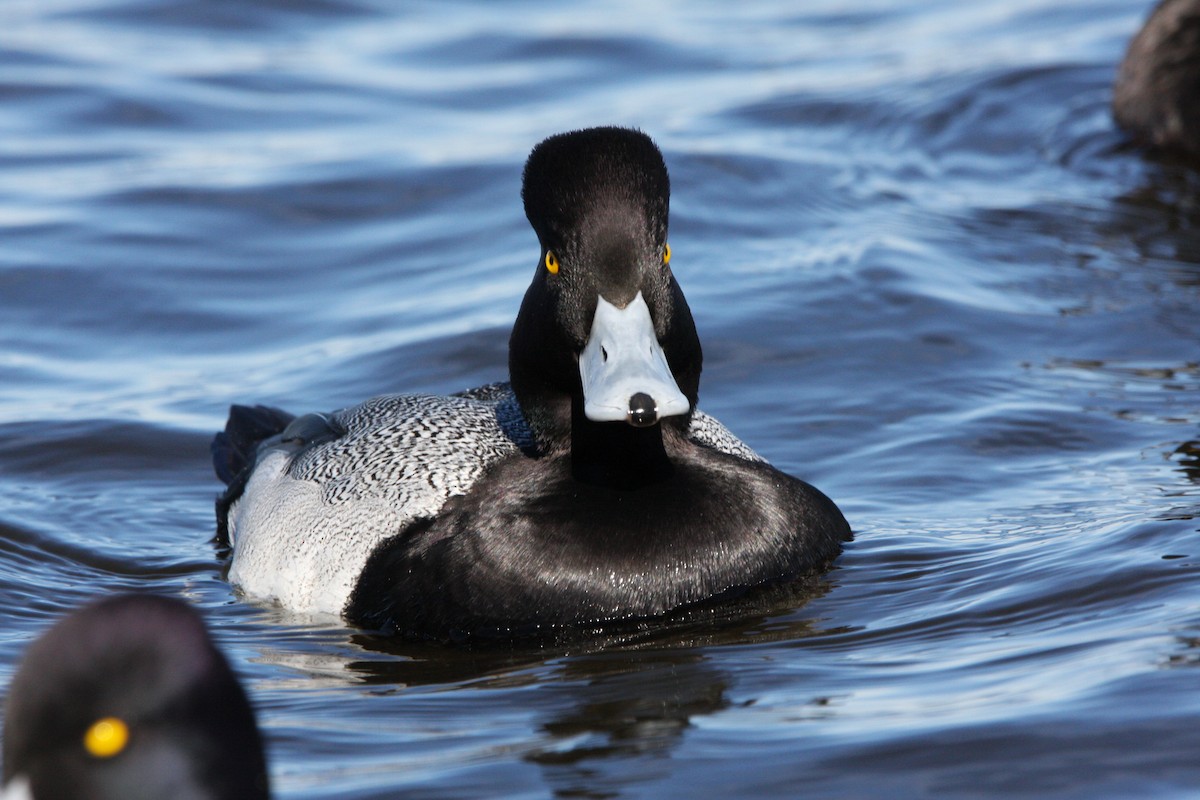 Lesser Scaup - ML614603905