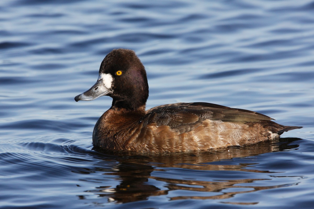 Lesser Scaup - Andrew Markel