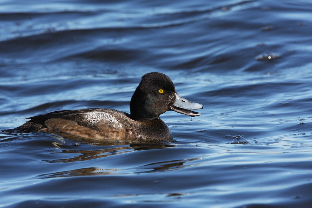 Lesser Scaup - Andrew Markel