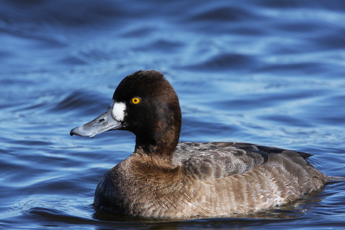 Lesser Scaup - ML614603908