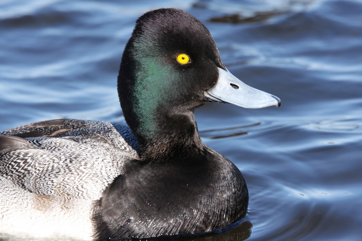 Lesser Scaup - ML614603909