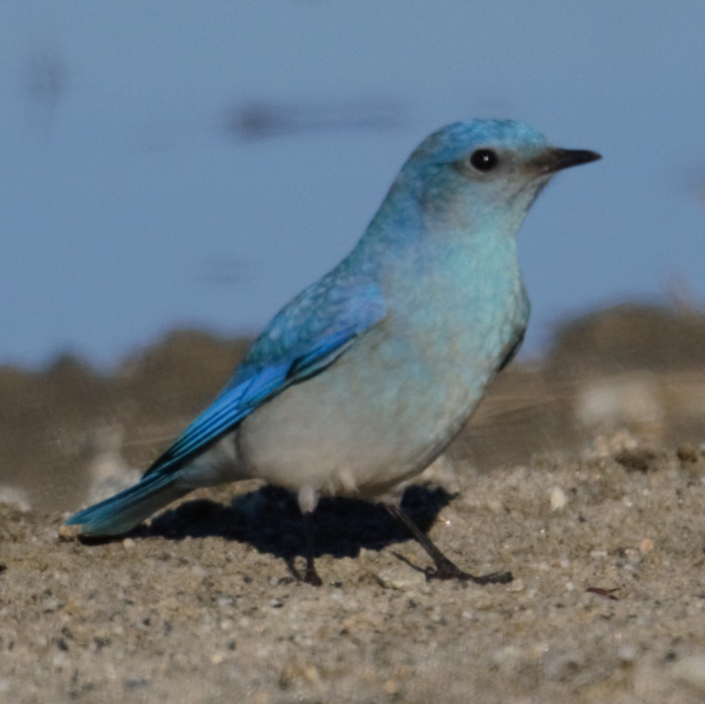 Mountain Bluebird - Michael Vermue