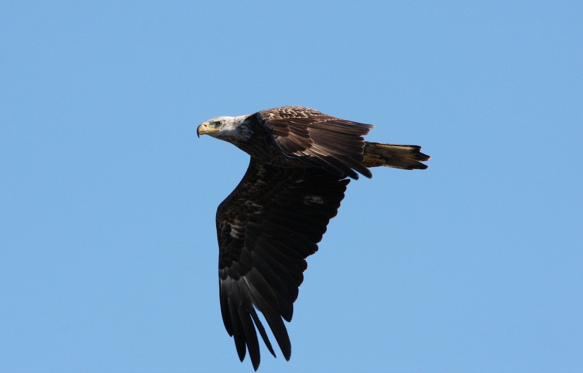 Weißkopf-Seeadler - ML614603940