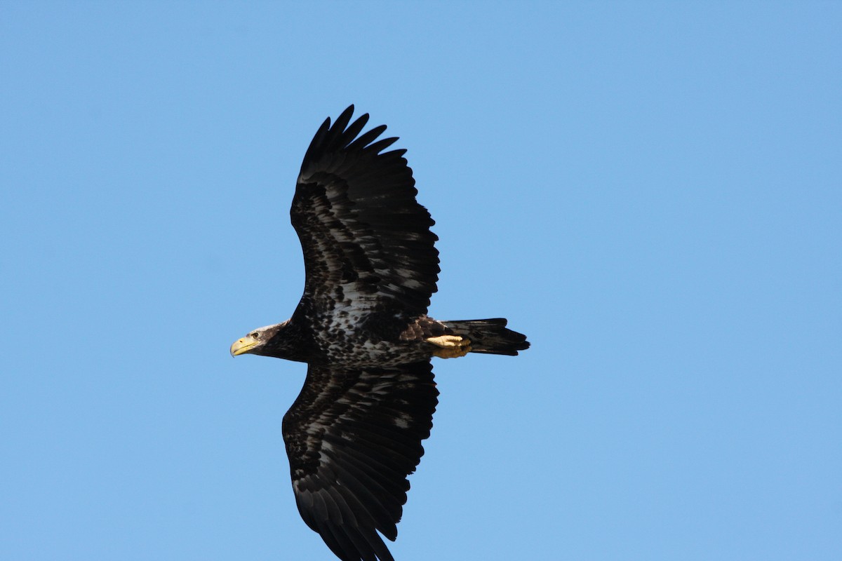 Weißkopf-Seeadler - ML614603941