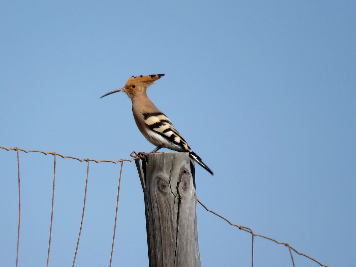 Eurasian Hoopoe - ML614603953