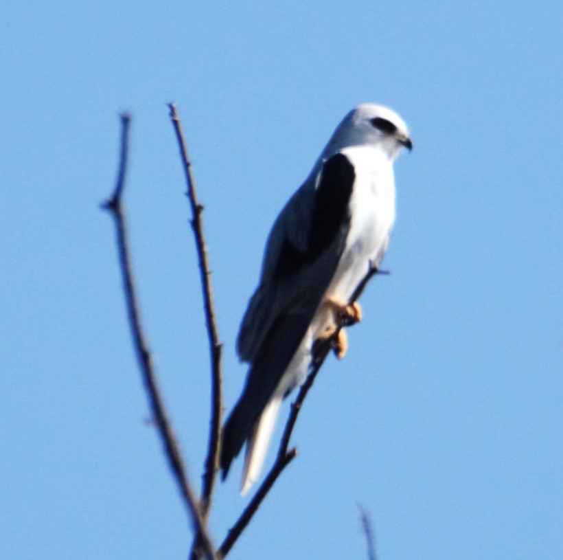 White-tailed Kite - Michael Vermue