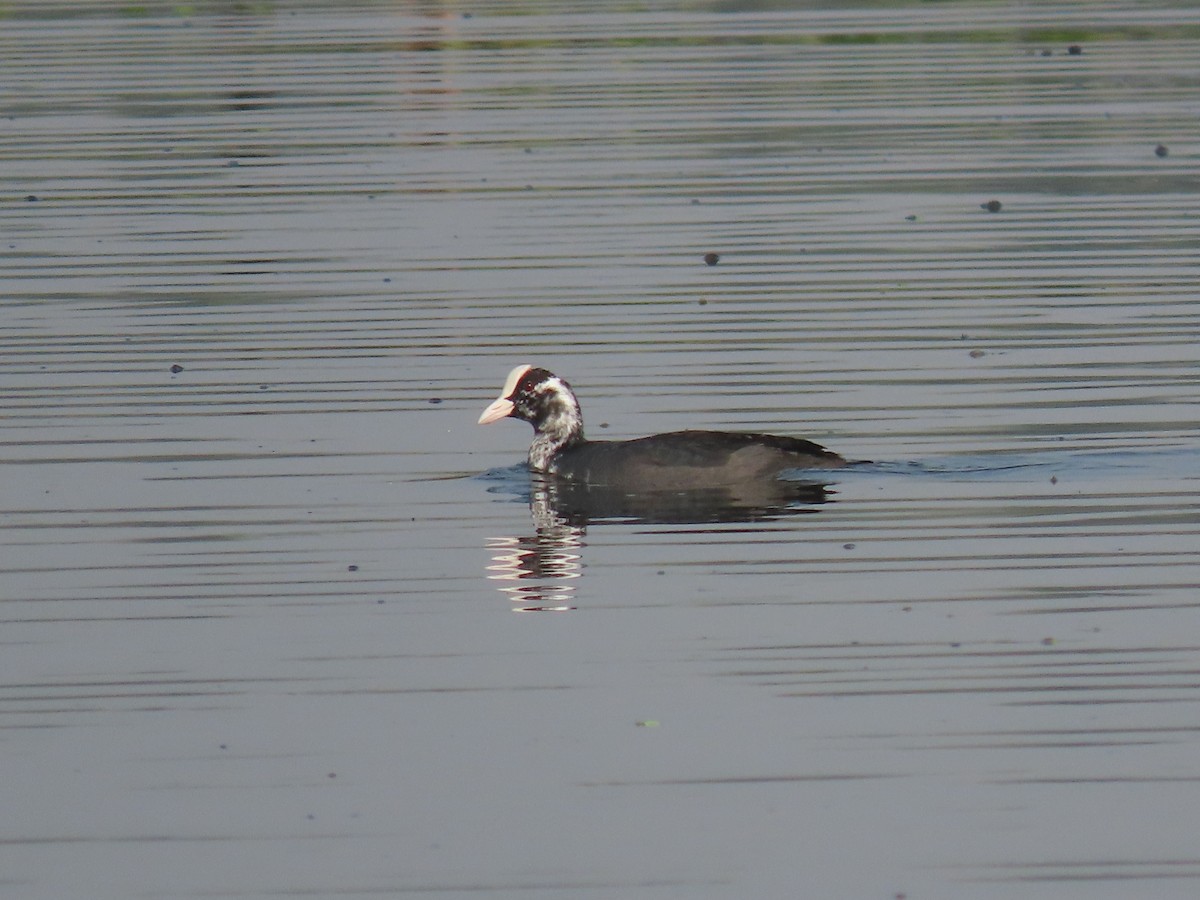 Eurasian Coot - ML614603968