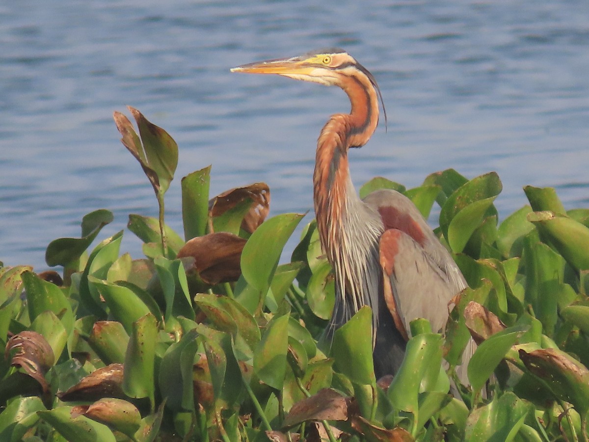 Purple Heron - ML614603980