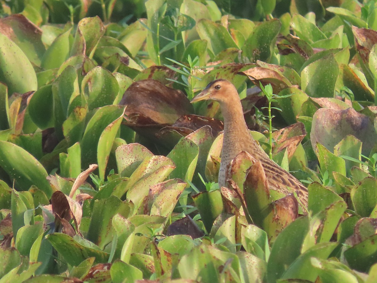 Watercock - ML614603998