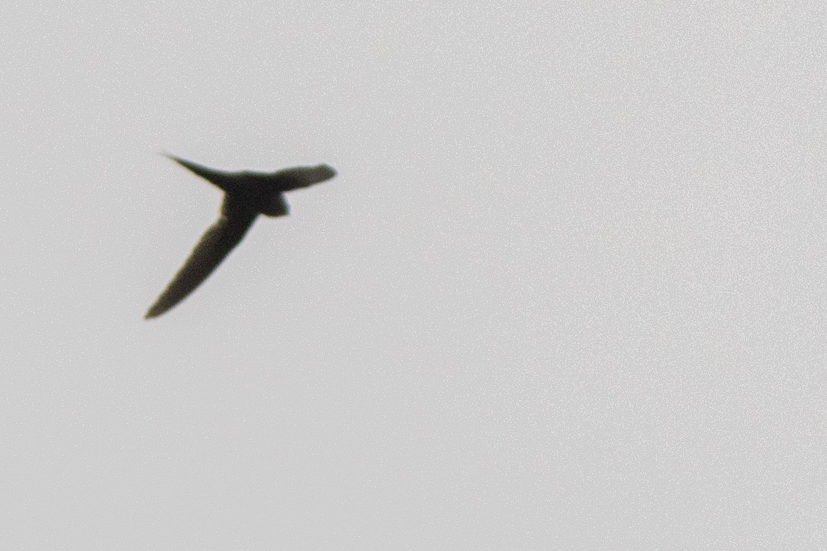 African Palm Swift - ML614604018