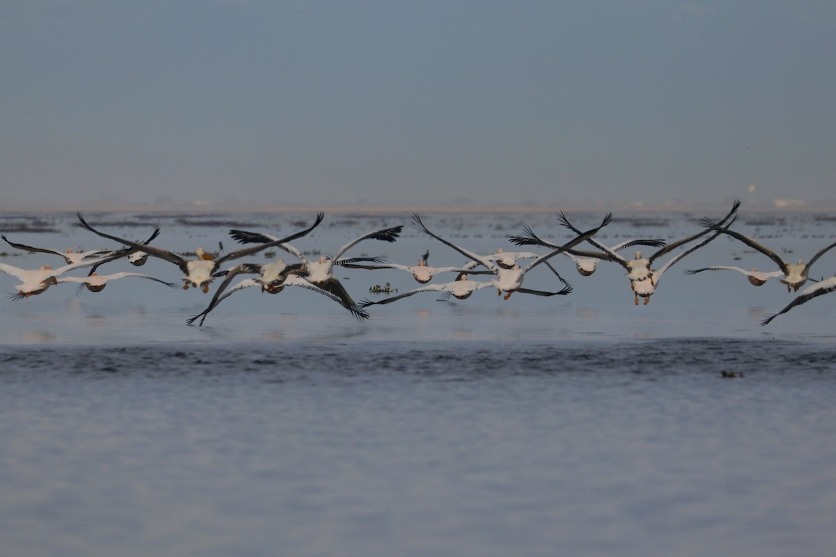 Great White Pelican - ML614604038