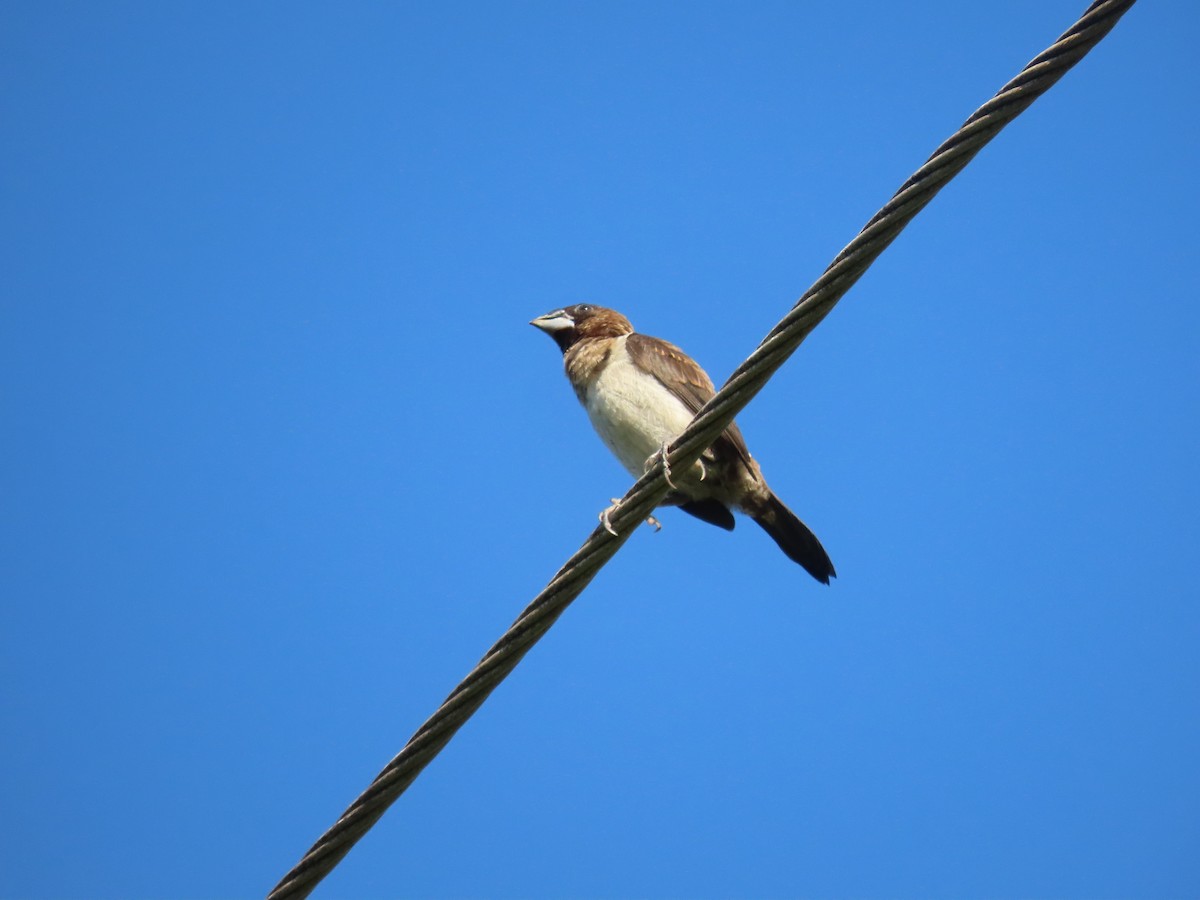 White-rumped Munia - ML614604118