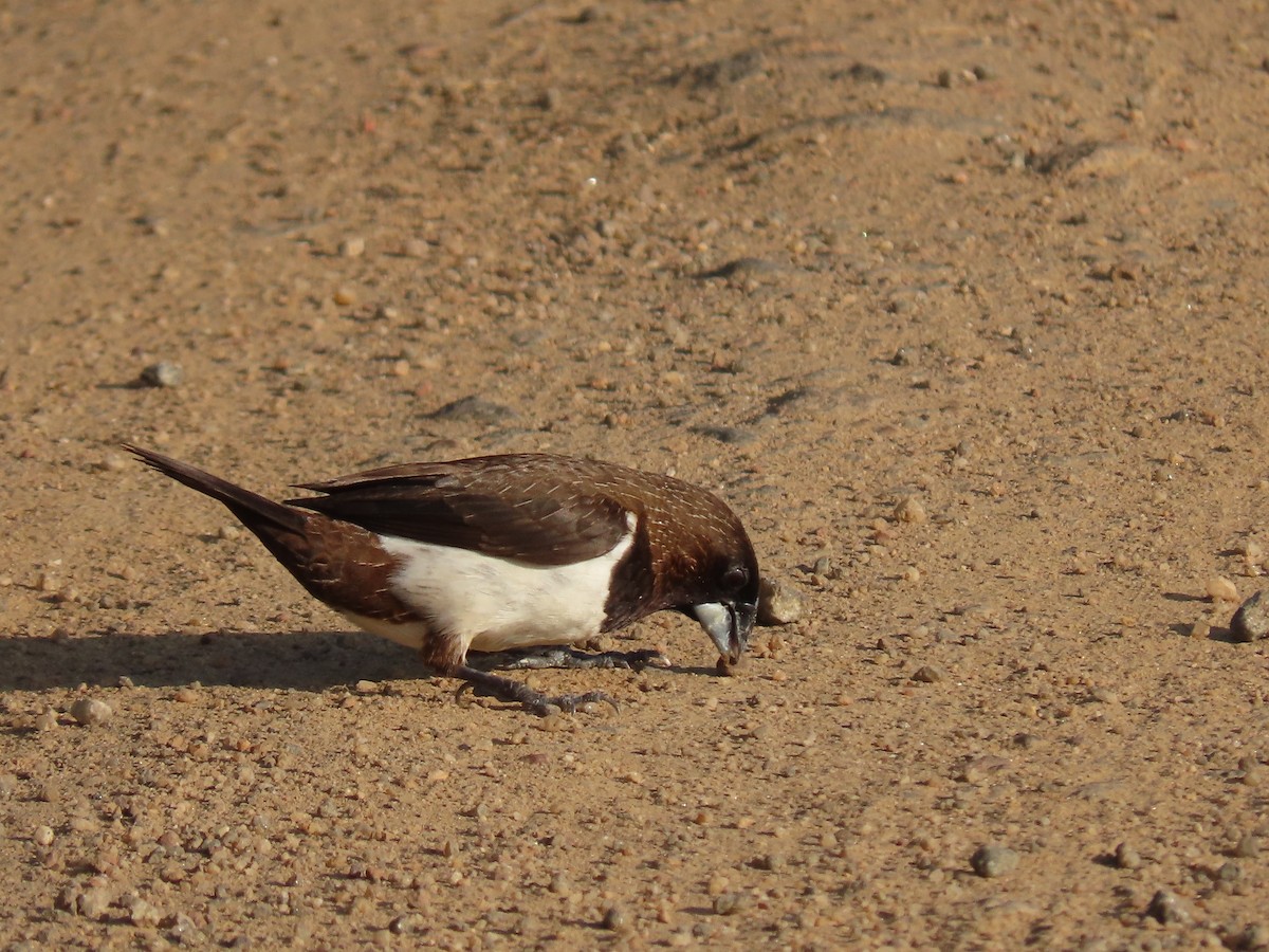 White-rumped Munia - ML614604119