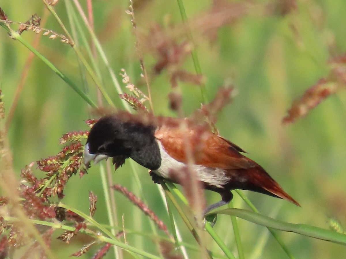 Tricolored Munia - ML614604141