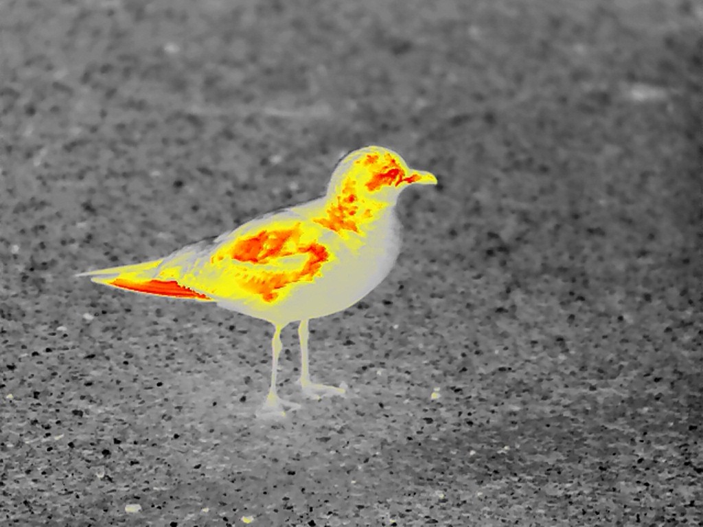 Ring-billed Gull - ML614604151