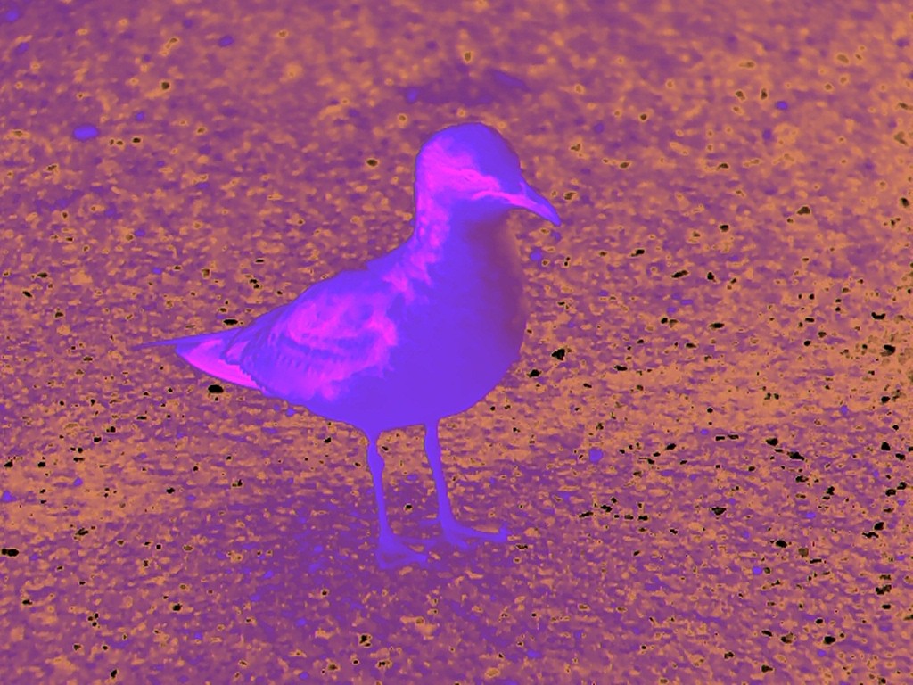 Ring-billed Gull - ML614604152