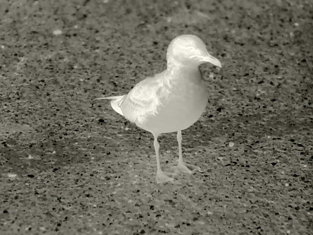 Ring-billed Gull - ML614604153